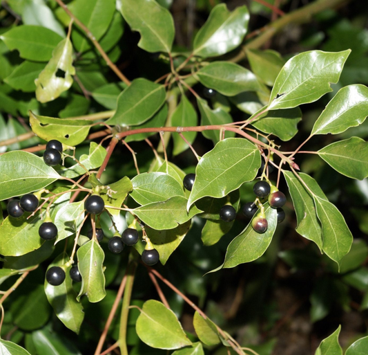 Camphor Oil